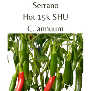 Serrano Chilli Seeds (10 seeds)