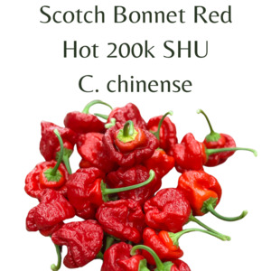 Seeds: Scotch Bonnet Red Chilli Seeds (10 seeds)