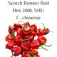 Scotch Bonnet Red Chilli Seeds (10 seeds)