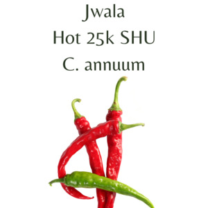 Jwala Chilli Seeds (10 seeds)