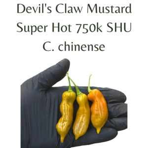 Devils Claw Mustard Chilli Seeds (10 seeds)