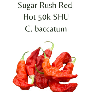 Seeds: Sugar Rush Red Chilli Seeds (10 seeds)