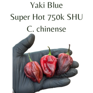 Seeds: Yaki Blue Chilli Seeds (10 seeds)