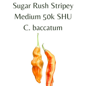 Sugar Rush Stripey Chilli Seeds (10 seeds)
