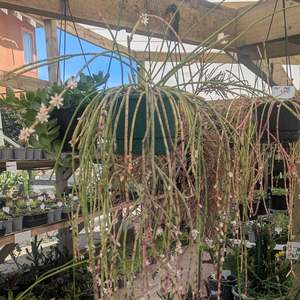 Rhipsalis: Rhipsalis Baccifera | Spaghetti Cactus