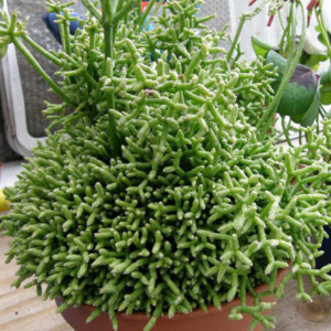 Rhipsalis: Rhipsalis Cereuscula | Coral Cactus