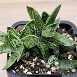 Gasteria Bicolor var. Liliputiana