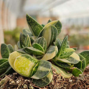Gasteria: Gasteria Ernest-Ruschii f. Variegata