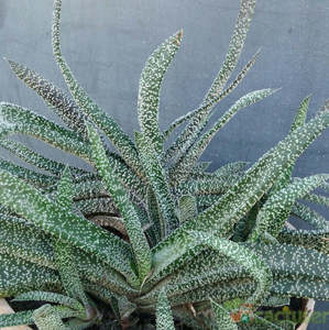 Gasteria: Gasteria Carinata Var. Verrucosa | Ox Tongue Plant