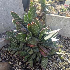 Gasteria: Gasteria Pillansii | Mother-in-Laws Tongue