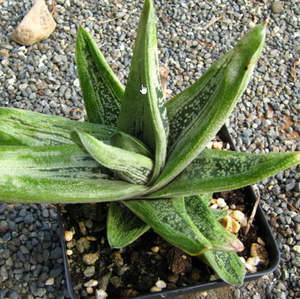 Gasteria: Gasteria cv Little Warty