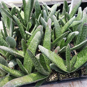 Gasteria: Gasteria Acinacifolia | Dune Gasteria