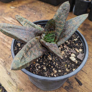 Gasteria Batesiana Barberton | Sand Paper Gasteria