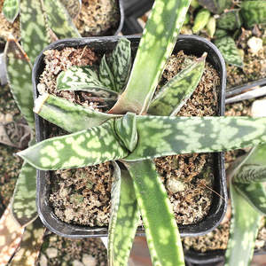 Gasteria Bicolor var. Bicolor