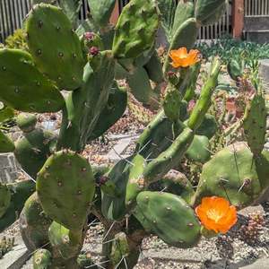 Opuntia spp | Orange Prickly Pear Cactus