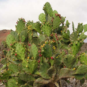 Opuntia: Opuntia Monacantha | Drooping Prickly Pear