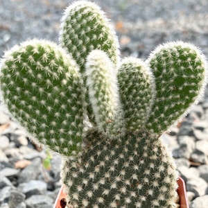 Opuntia: Opuntia Microdasys White | Bunny Ears Cactus