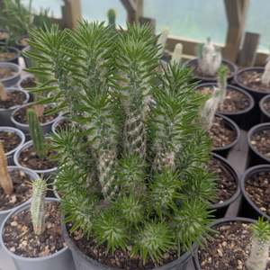 Opuntia: Austrocylindropuntia Vestita | Old Man Opuntia