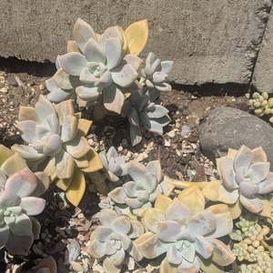 Graptoveria Tibutans | Porcelain Plant