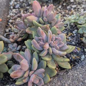 Graptopetalum 1: Graptoveria Opalina Cristata