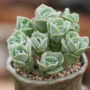Graptopetalum 1: Graptoveria Lovely Rose