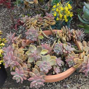 Graptopetalum 1: Graptopetalum Tricolor