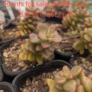 Graptopetalum 1: Graptopetalum Copper Rose | Leatherpetal