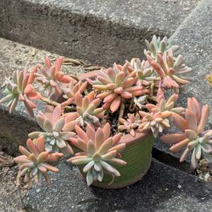 Graptopetalum 1: Graptosedum Francesco Baldi