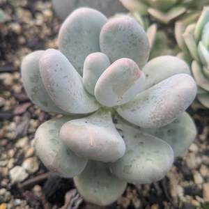 Graptopetalum 1: Graptopetalum Amethystinum | Lavender Pebbles