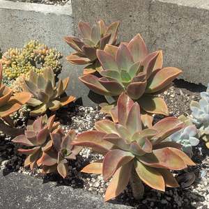 Graptoveria Douglas Huth