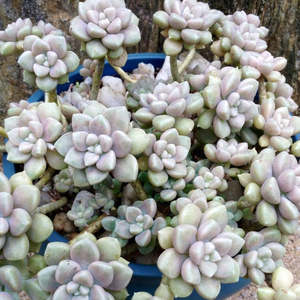Graptopetalum 1: Graptopetalum Mendozae
