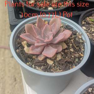 Graptopetalum 1: Graptoveria Debbie