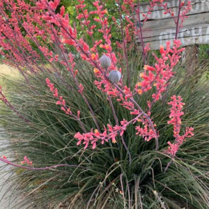 Yucca: Hesperaloe Parviflora | Red Yucca