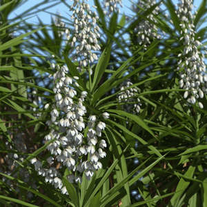 Yucca: Yucca Elephantipes | Spineless Yucca