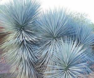 Yucca: SEED - Mexican Blue Yucca, 10 seeds