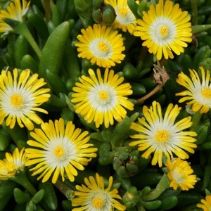 Delosperma: Delosperma Cooperi | Jewel of the Desert Peridot (Yellow)