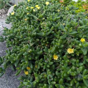 Delosperma: Delosperma Echinatum | Pickle Plant
