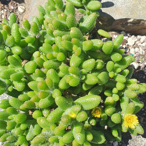Delosperma Echinatum | Pickle Plant