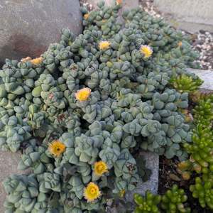 Corpuscularia 1: Corpuscularia Lehmannii | Ice Plant