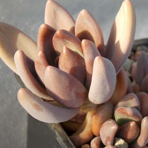 Pachyphytum: Pachyphytum Fittkaui