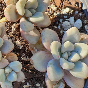 Pachyphytum: Pachyphytum Oviferum | Moonstones