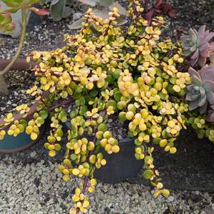Portulacaria: Portulacaria Afra Aurea | Yellow Rain Bush