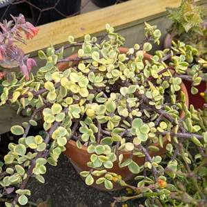 Portulacaria: Portulacaria Afra Variegata | Rainbow Bush