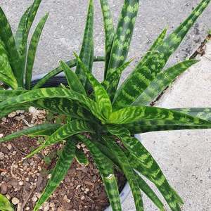 Sansevieria: Sansevieria Fernwood Punk