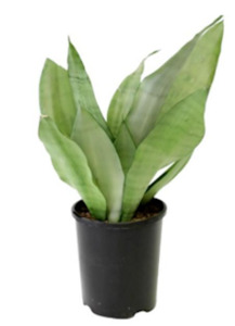 Sansevieria: Snake Plant 'Moonshine'