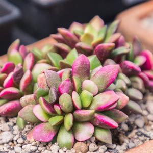 Anacampseros: Anacampseros Telephiastrum f variegatum | Sunrise