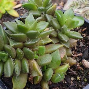 Anacampseros Rufescens | Sand Rose