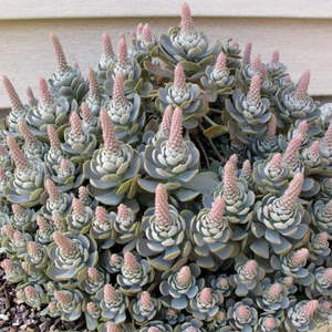 Orostachys: Orostachys Iwarenge | Dunce Cap
