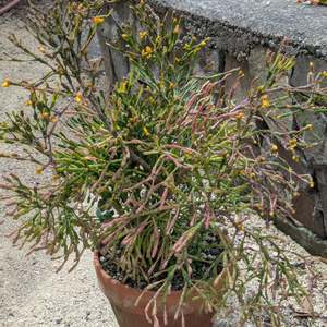 Hatiora: Hatiora Salicornoides | Dancing Bones Cactus