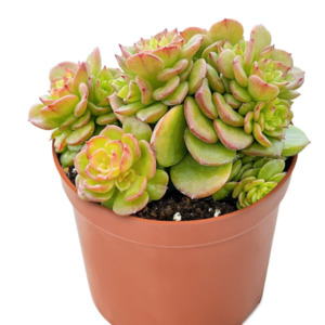 Sedeveria: Sedeveria Rolly